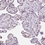 Merck Anti-FAM124B antibody produced in rabbit