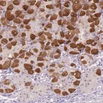 Merck Anti-PEX11G antibody produced in rabbit