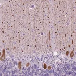 Merck Anti-GRIN2B antibody produced in rabbit