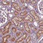 Merck Anti-ARL5C antibody produced in rabbit