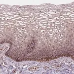 Merck Anti-NFAT5 antibody produced in rabbit