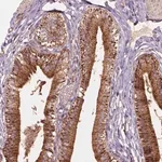 Merck Anti-VARS2 antibody produced in rabbit