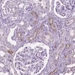 Merck Anti-TMEM132E antibody produced in rabbit