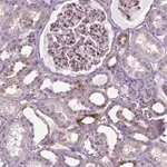 Merck Anti-SPECC1L antibody produced in rabbit