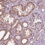 Merck Anti-SCOC antibody produced in rabbit