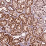 Merck Anti-MORN1 antibody produced in rabbit