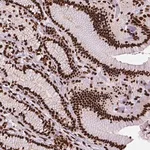 Merck Anti-SMIM5 antibody produced in rabbit