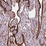 Merck Anti-FNIP1 antibody produced in rabbit