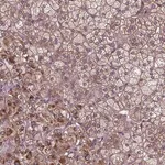 Merck Anti-ZNF616 antibody produced in rabbit