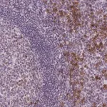 Merck Anti-TMEM184A antibody produced in rabbit