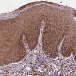 Merck Anti-NIPAL2 antibody produced in rabbit