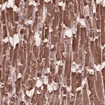 Merck Anti-HS3ST3A1 antibody produced in rabbit