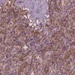 Merck Anti-CYTH4 antibody produced in rabbit