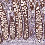 Merck Anti-ARL1 antibody produced in rabbit