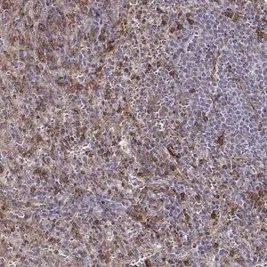Merck Anti-ZYX antibody produced in rabbit