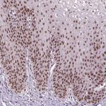 Merck Anti-RCC2 antibody produced in rabbit