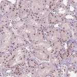 Merck Anti-HES7 antibody produced in rabbit