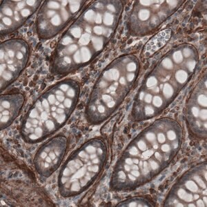 Merck Monoclonal Anti-LAMA4 antibody produced in mouse