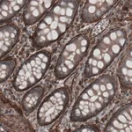 Merck Monoclonal Anti-LAMA4 antibody produced in mouse