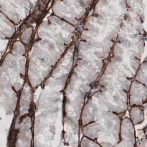 Merck Monoclonal Anti-LAMC1 antibody produced in mouse