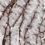 Merck Monoclonal Anti-LAMC1 antibody produced in mouse