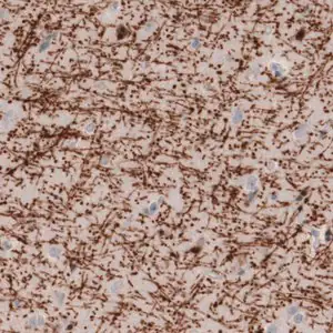 Merck Monoclonal Anti-MBP antibody produced in mouse