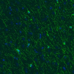 Merck Monoclonal Anti-CNP antibody produced in mouse