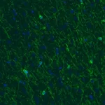 Merck Monoclonal Anti-CNP antibody produced in mouse