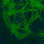 Merck Monoclonal Anti-GAD1 antibody produced in mouse