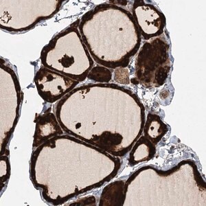 Merck Anti-RAPGEF6 antibody produced in rabbit