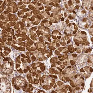 Merck Anti-NBPF11 antibody produced in rabbit