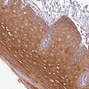 Merck Anti-PNMA6A antibody produced in rabbit