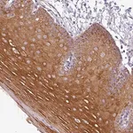 Merck Anti-PNMA6A antibody produced in rabbit