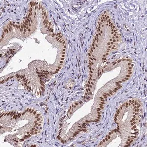 Merck Anti-SMN1 antibody produced in rabbit