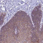 Merck Anti-ARHGEF35 antibody produced in rabbit