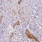 Merck Anti-C4A antibody produced in rabbit