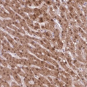 Merck Anti-POLR2J antibody produced in rabbit