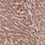 Merck Anti-POLR2J antibody produced in rabbit
