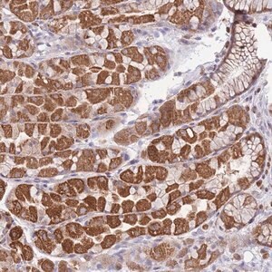 Merck Anti-BOLA2 antibody produced in rabbit