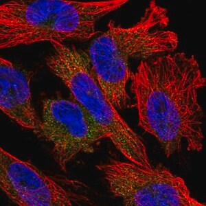 Merck Anti-NUDT10 antibody produced in rabbit