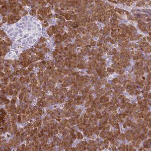 Merck Anti-AMY1A antibody produced in rabbit