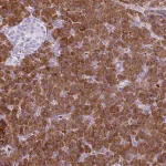 Merck Anti-AMY1A antibody produced in rabbit