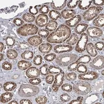 Merck Anti-MAGOH antibody produced in rabbit