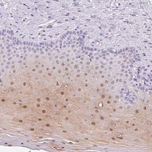 Merck Anti-SERPINB4 antibody produced in rabbit
