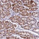 Merck Anti-RGPD1 antibody produced in rabbit
