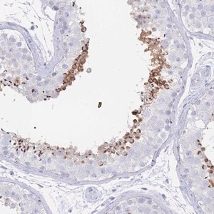 Merck Anti-LRRC37A2 antibody produced in rabbit