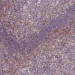 Merck Anti-STAT5A antibody produced in rabbit