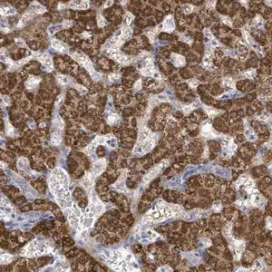 Merck Anti-ASB12 antibody produced in rabbit