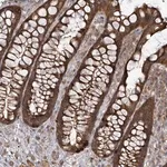 Merck Anti-EIF3C antibody produced in rabbit