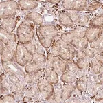 Merck Anti-RANBP2 antibody produced in rabbit